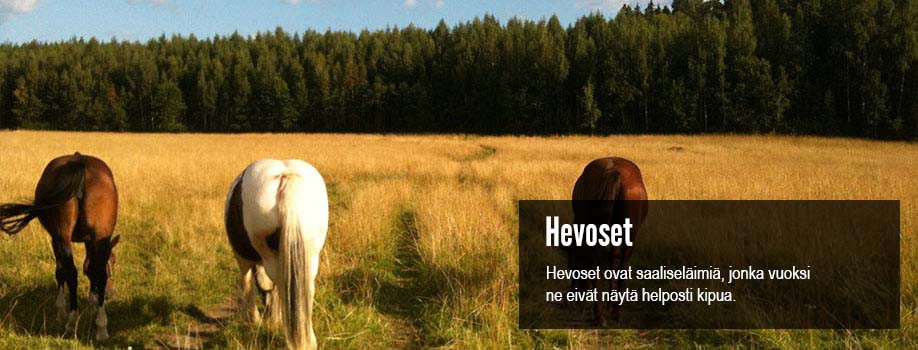 elainfysioterapiaa-hevosille